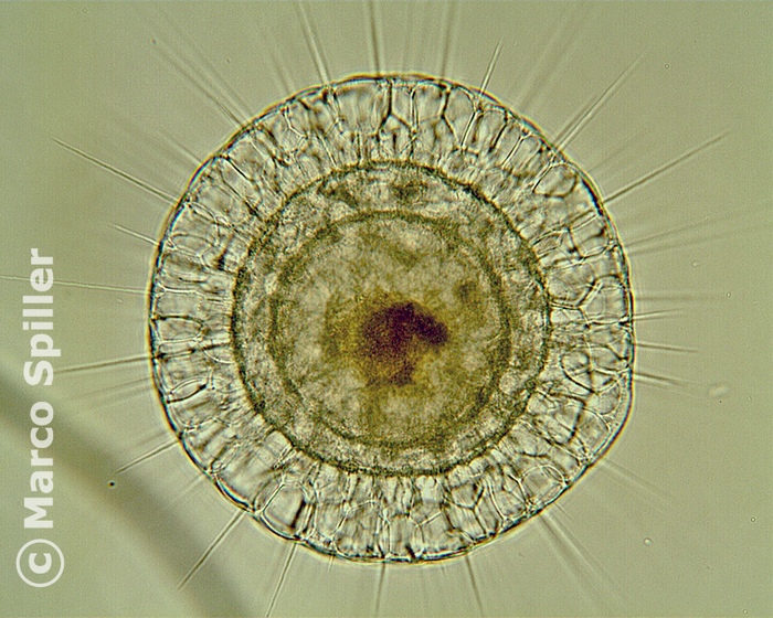Actinosphaerium eichhorni